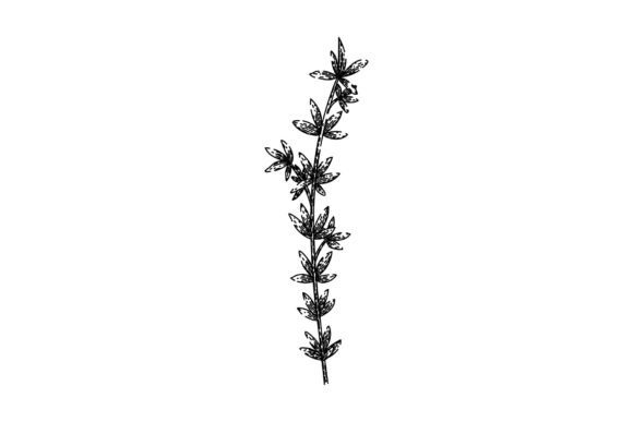 Download Herb Thyme Leaf Sketch Hand Drawn Vector - Hand Collection