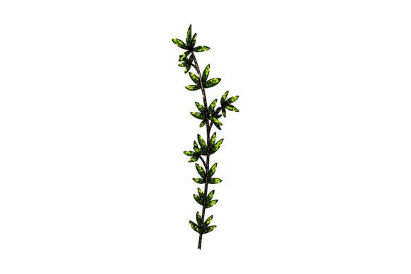 Download Herb Thyme Leaf Sketch Hand Drawn Vector - Hand Collection