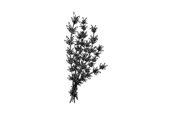 Download Plant Thyme Leaf Sketch Hand Drawn Vecto - Hand Collection