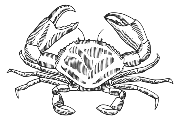 Download Crab Engraving. Hand Drawn Shellfish. Se - Hand Collection