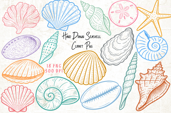 Download Hand Drawn Seashell Clipart PNG - Hand Collection