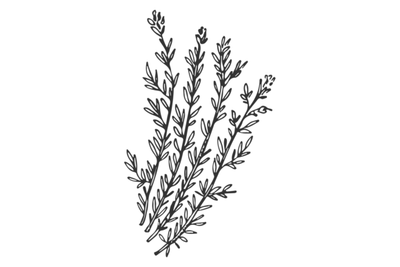 Download Thyme Sketch. Hand Drawn Herb. Botanical - Hand Collection