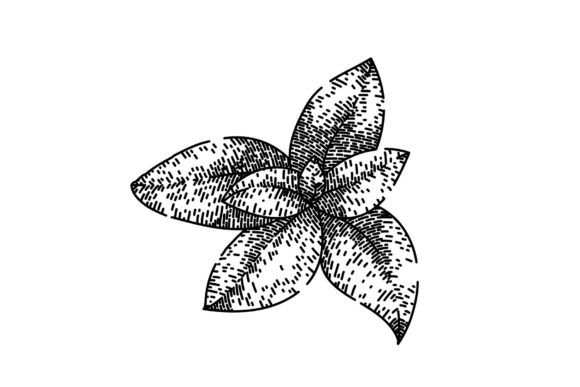 Download Herbal Thyme Leaf Sketch Hand Drawn Vect - Hand Collection