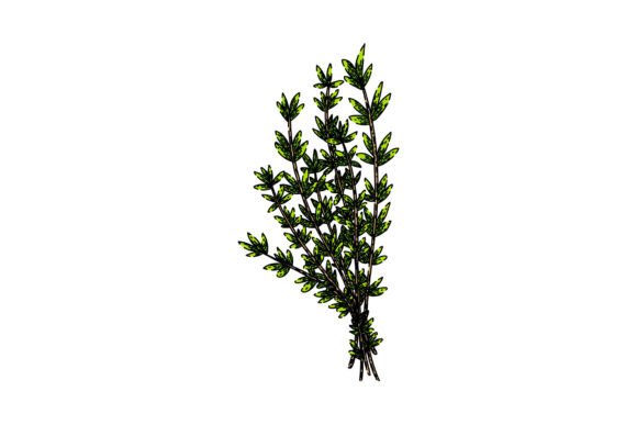 Download Plant Thyme Leaf Sketch Hand Drawn Vecto - Hand Collection