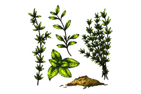 Download Thyme Leaf Set Sketch Hand Drawn Vector - Hand Collection