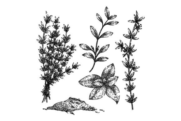 Download Thyme Leaf Set Sketch Hand Drawn Vector - Hand Collection