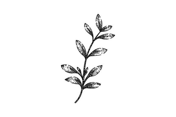 Download Fresh Thyme Leaf Sketch Hand Drawn Vecto - Hand Collection