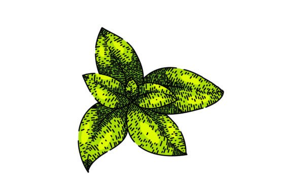 Download Herbal Thyme Leaf Sketch Hand Drawn Vect - Hand Collection