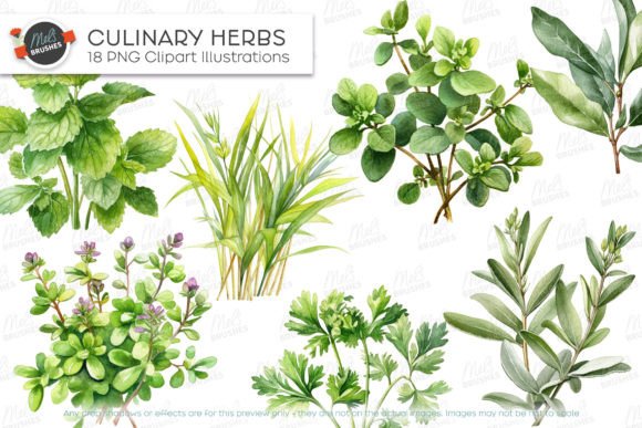 Download Culinary Herbs Watercolour Clipart - Water Collection