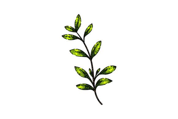 Download Fresh Thyme Leaf Sketch Hand Drawn Vecto - Hand Collection