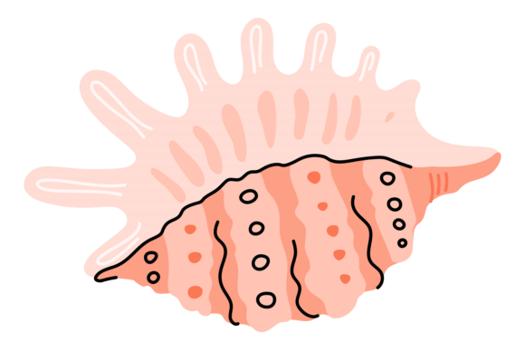 Download Mollusk Shell Exotic. Beach Tropical Sea - Exotic Collection